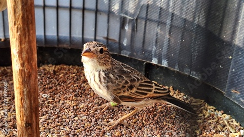Bilde på lerret The Javanese Branjangan or Horsfield or Mirafra Javanica is a species of passerine bird originating from Australia and Southeast Asia