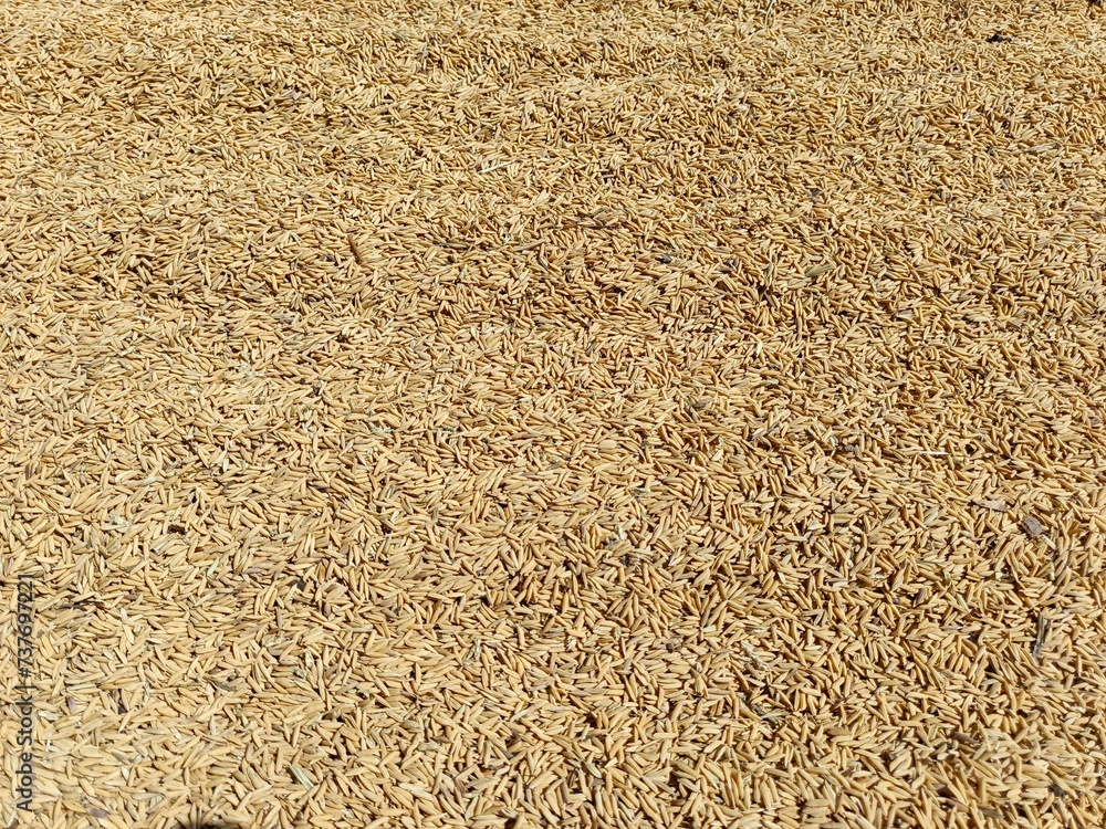 Paddy rice grain drying on a wide field Paddy rice grain drying on a wide field