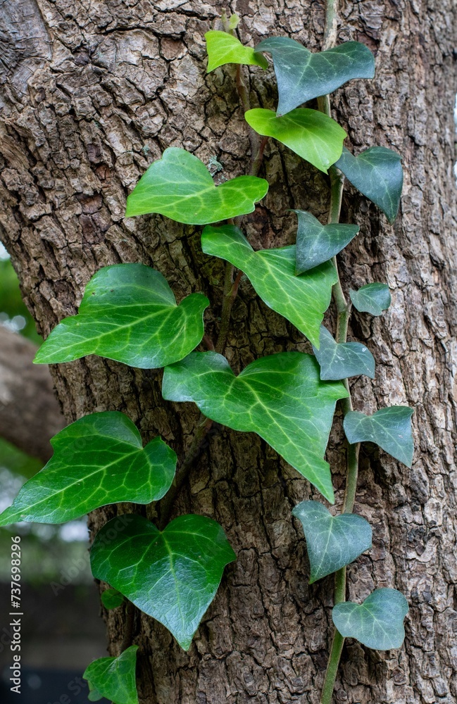 Ivy plant creeps up the side of a tree trunk in a garden