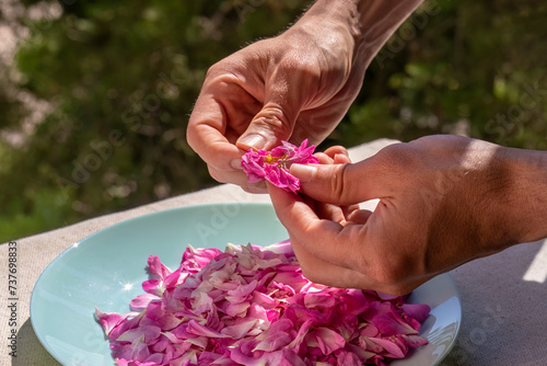 Hands of young man, plucking rose petals. Close-up of hands and pink petals in bowl of mint green color. Preparation of home-made rosewater, dried rose petals and rose oil. Topic: home cosmetics