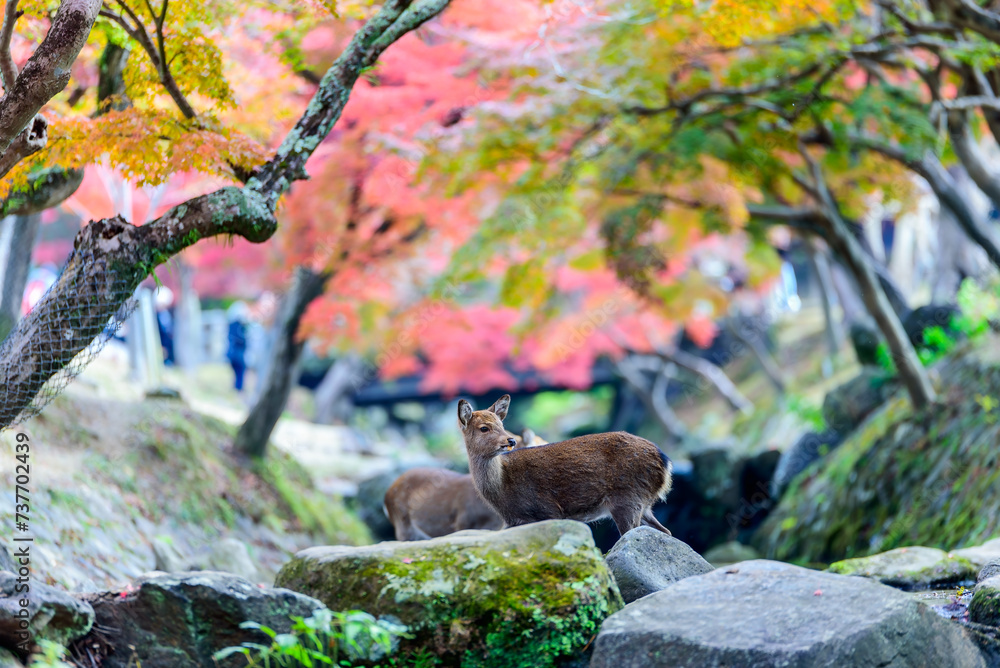 Deer at Nara park, Nara city Japan, little deer in autumn. Deer at Nara park, Nara city Japan, little deer in autumn.