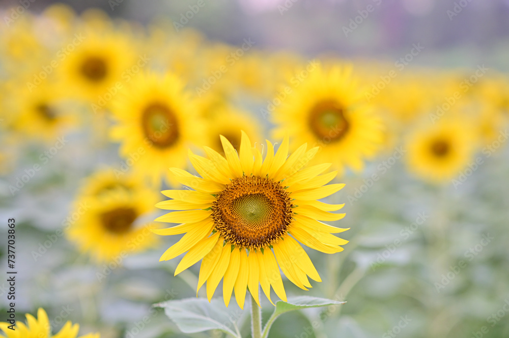 Fototapeta premium Beautiful field Fresh Sunflower blooming in the morning sun shine golden light and blurry with nature background in the garden, Thailand.