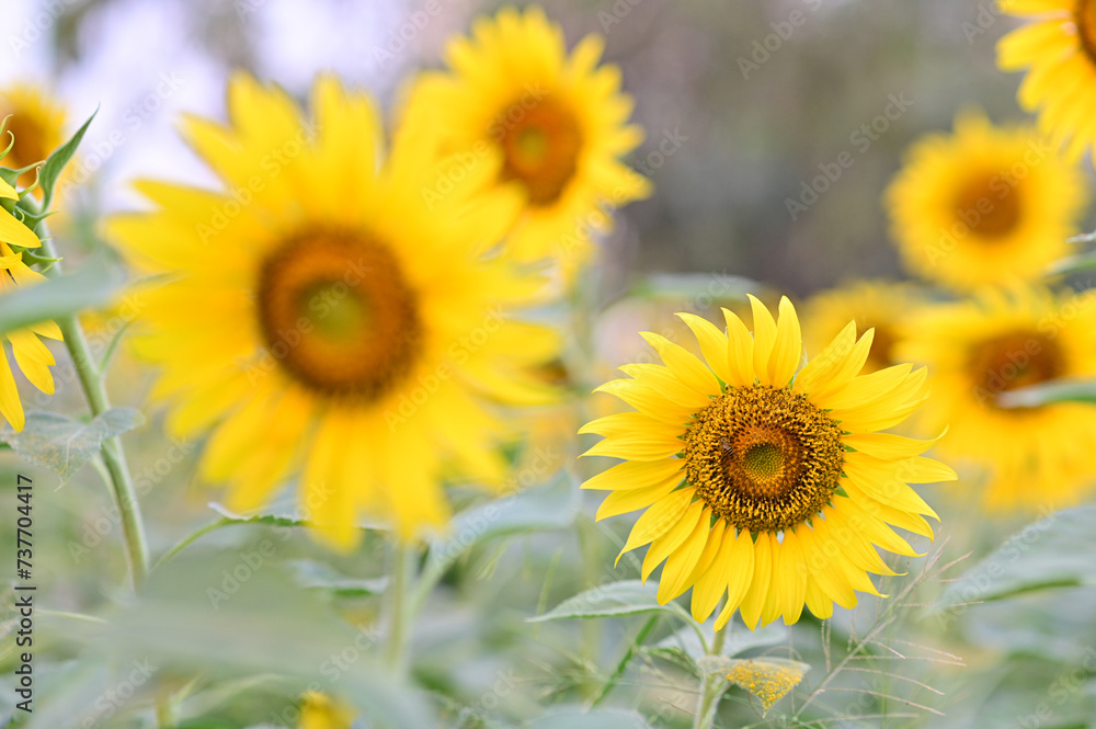 Beautiful field Fresh Sunflower blooming in the morning sun shine golden light and blurry with nature background in the garden, Thailand. Beautiful field Fresh Sunflower blooming in the morning sun shine golden light and blurry with nature background in the garden, Thailand.