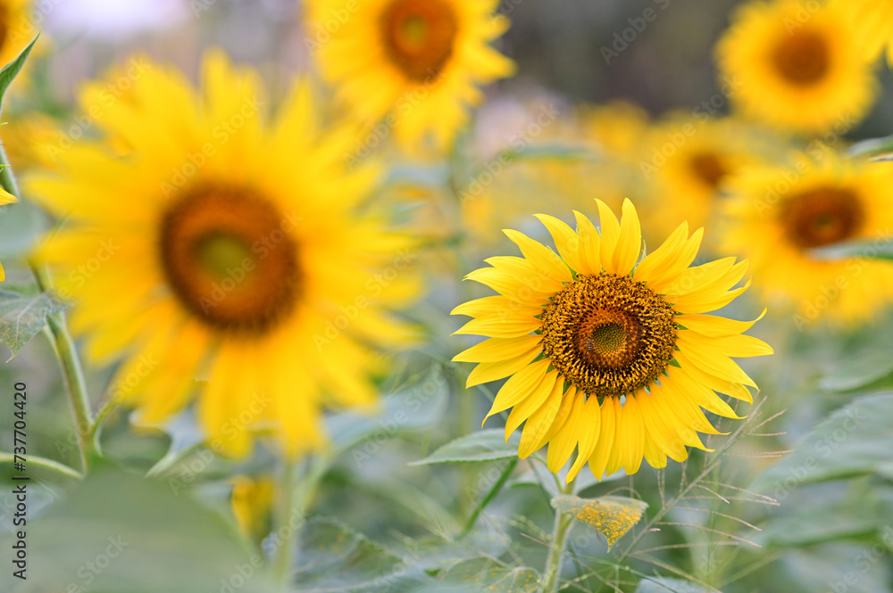 Beautiful field Fresh Sunflower blooming in the morning sun shine golden light and blurry with nature background in the garden, Thailand.