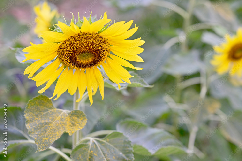 Fototapeta premium Beautiful field Fresh Sunflower blooming in the morning sun shine golden light and blurry with nature background in the garden, Thailand.
