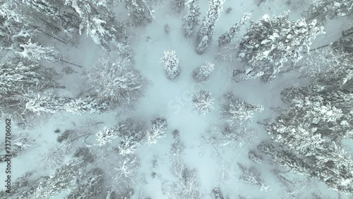 Bird's Eye View Of Snowy Pine Trees In The Forest In Lapland, Finland. - aerial ascend photo