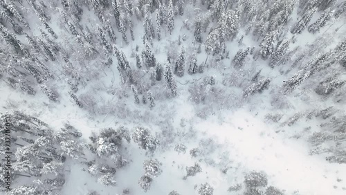 Aerial View Of Snow-covered Forest During Winter In Pyha, Finland. photo