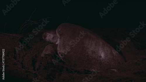 Large olive ridley turtle nesting on a dark beach at night, dry branches in the background, side view photo