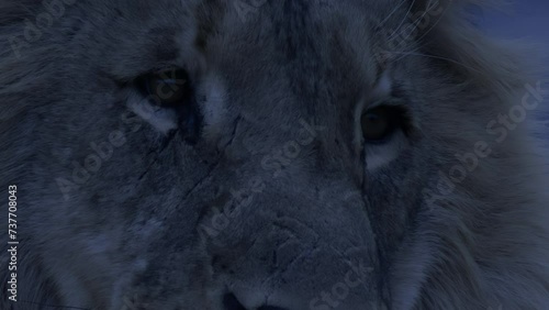 Night time close up of a lion face photo