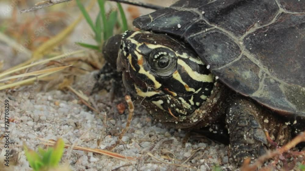 Close-up Of Chicken Turtle Native To The Southeastern United States. Close-up Of Chicken Turtle Native To The Southeastern United States.