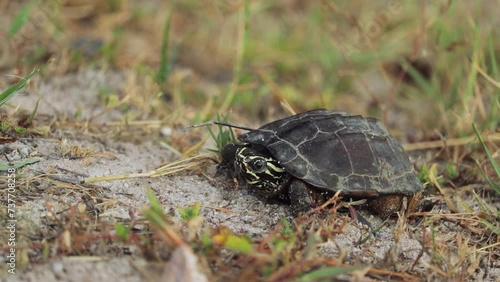 Single Chicken Turtle On A Grassy Ground. Close Up Shot