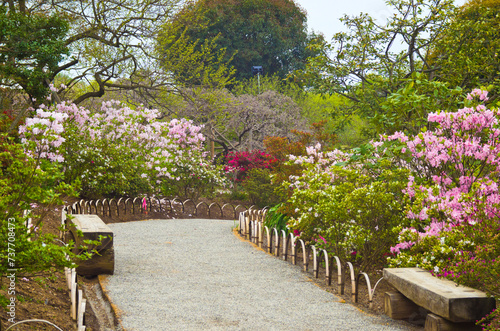 Fototapeta Naklejka Na Ścianę i Meble -  Path Through Azalea Garden at  Ashikaga Flower Park, Tochigi prefecture, Kanto, Japan.
