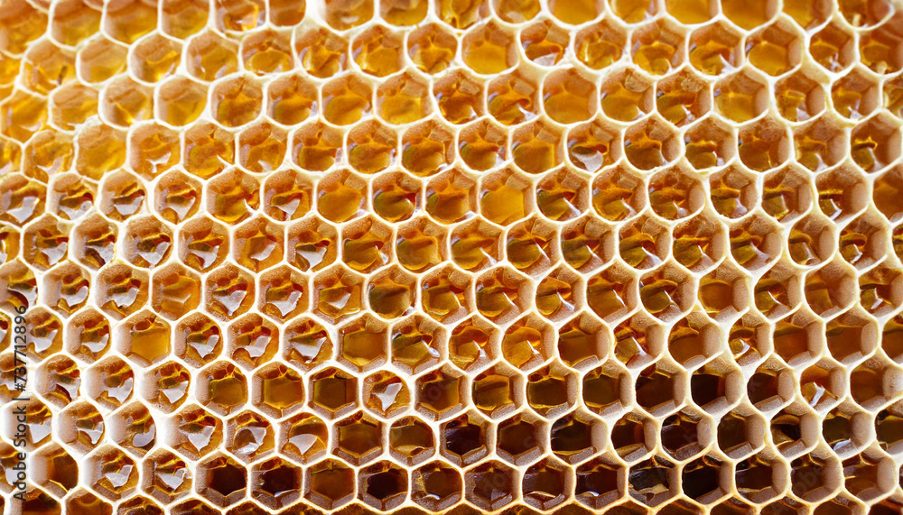 Background texture and pattern of a section of wax honeycomb from a bee hive filled with golden honey in a full frame view Background texture and pattern of a section of wax honeycomb from a bee hive filled with golden honey in a full frame view