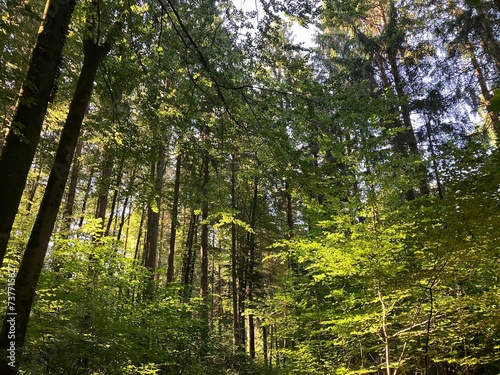 Wald  Wege und Landschaft
