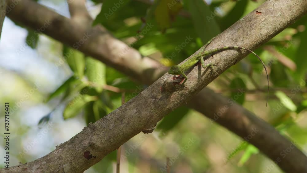 Okinawan Tree Lizard Running Along a Branch. Okinawan Tree Lizard Running Along a Branch.