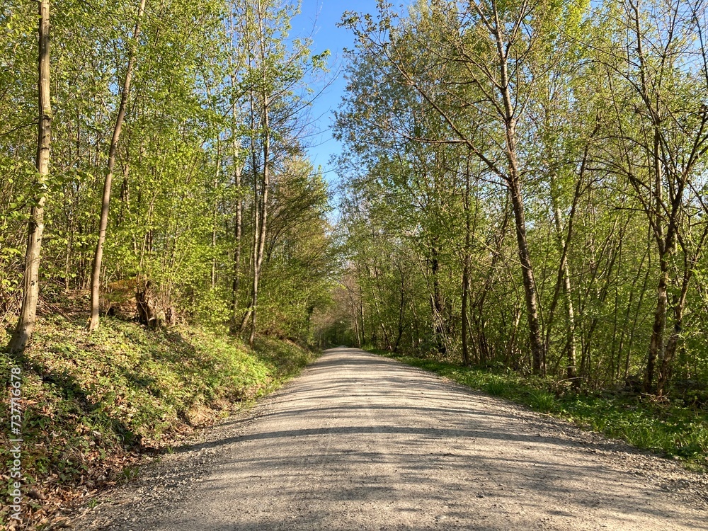 Fototapeta premium Wald, Wege und Landschaft