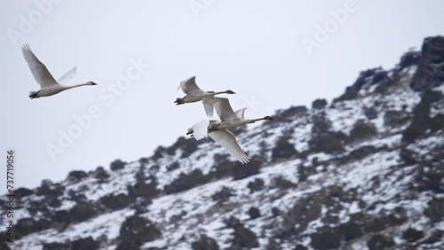 Swans flying against the Menan Buttes during winter in Idaho as they migrate. photo