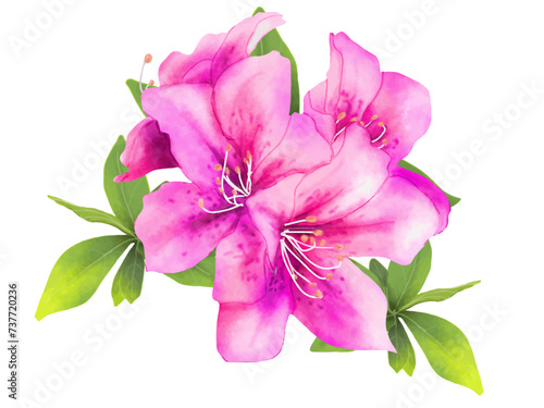 ツツジ（赤紫）