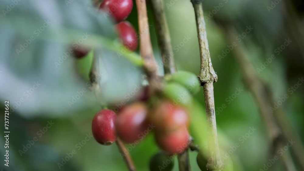 Coffee fruit on coffee trees in an organic farm.
