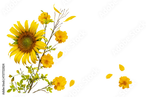 yellow flowers sunflowers, cosmos local flora arrangement flat lay postcard style  #737722824