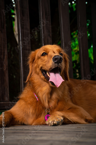 Elegancia Canina: Retratos de un Golden Retriever en su Esplendor photo