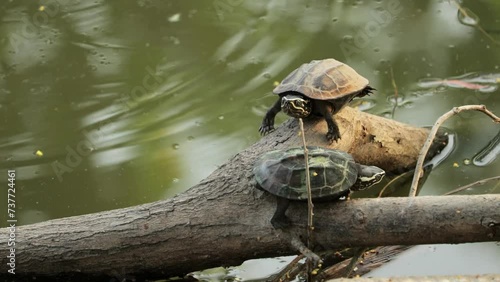 Mekong Snail-eating Turtles On Driftwood In Water. high angle shot photo