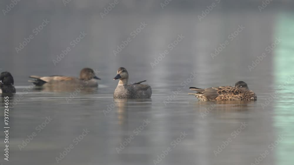 Some ducks swimming around on a lake in the early morning light. Some ducks swimming around on a lake in the early morning light.