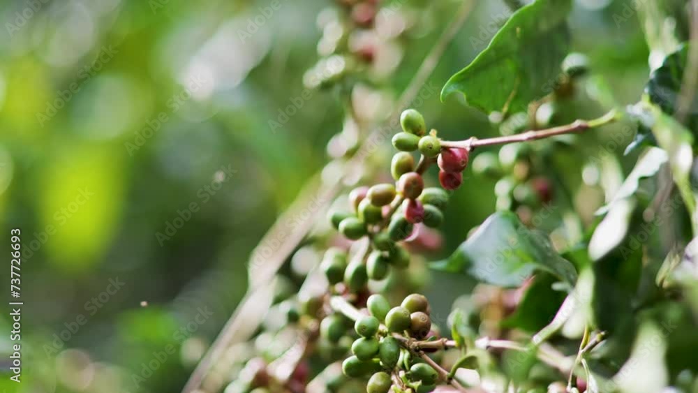Coffee, ripe red cherries, ready to harvest. Coffee, ripe red cherries, ready to harvest.