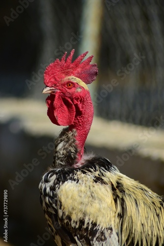 Naked neck rooster head or comb close up in a farm.