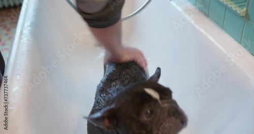 A French bulldog is rinsed off after being cleaned of mange in the bath. photo