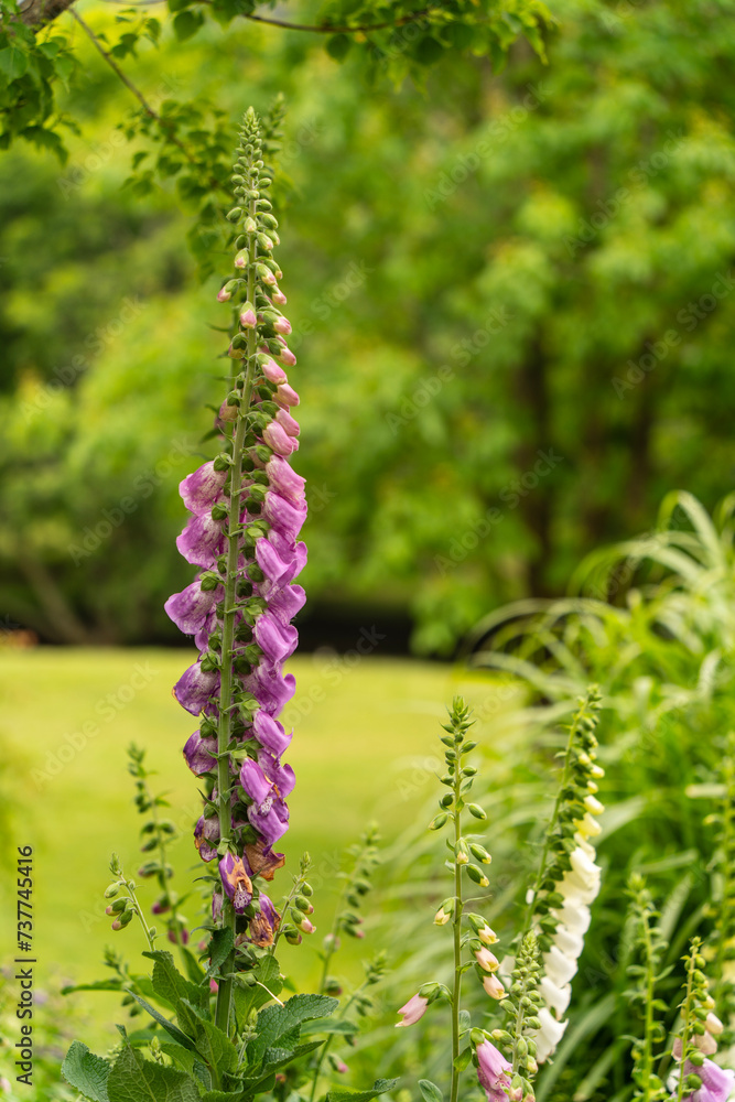 Common foxglove plant in bloom