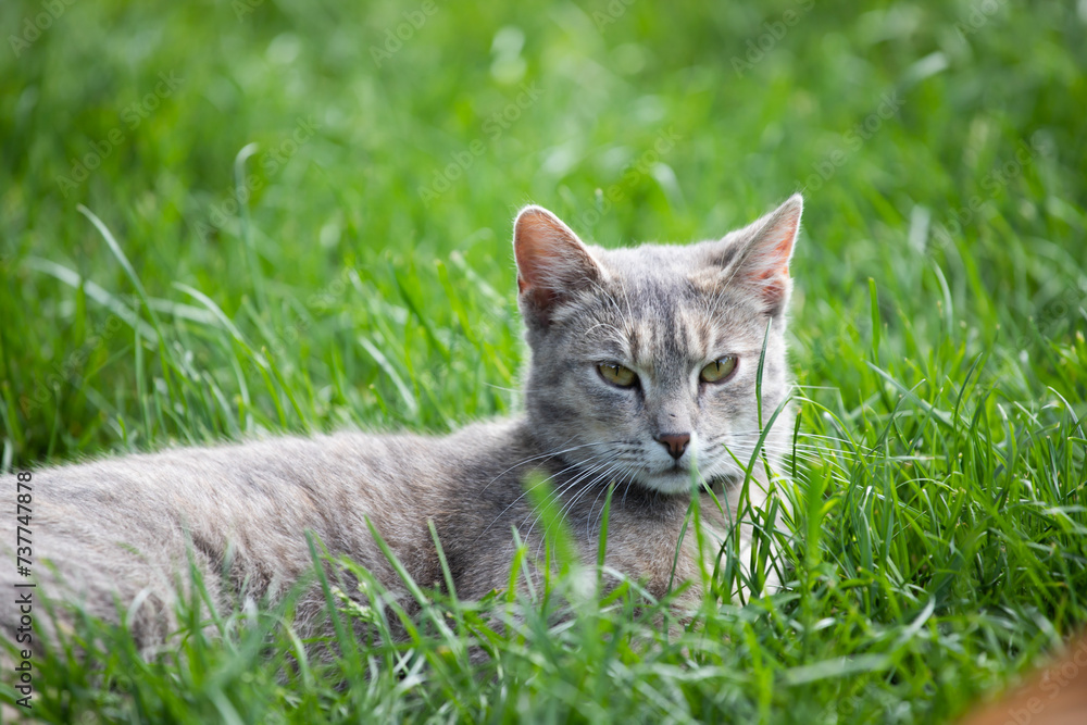Cat in the Green Grass in Summer.