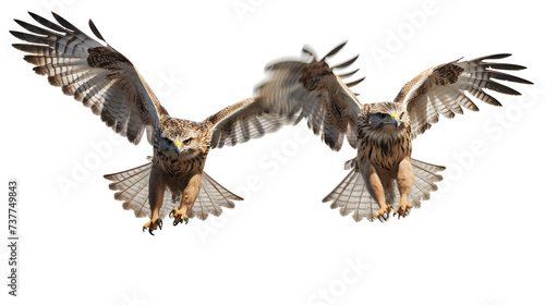 Falcon flying on transparent background PNG