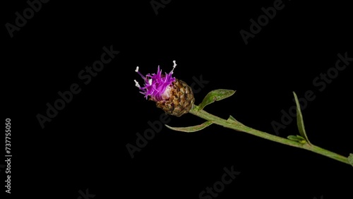 knapweeds flower opening time lapse photo