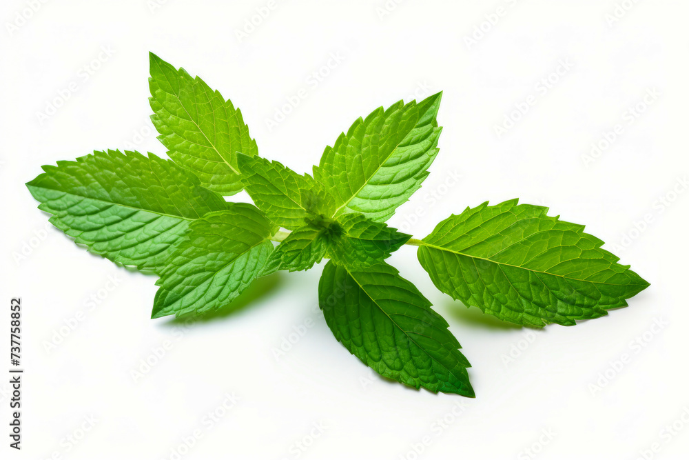 Green leafy plant with green leaves on it's stem. Green leafy plant with green leaves on it's stem.
