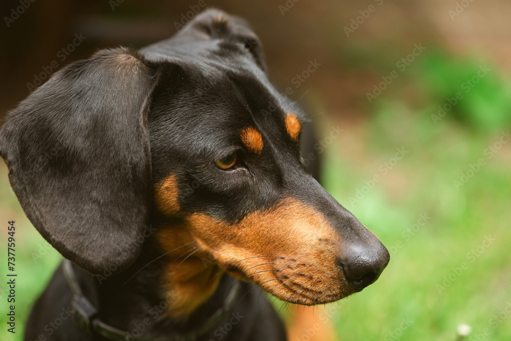 A cute dachshund in a  lush spring garden