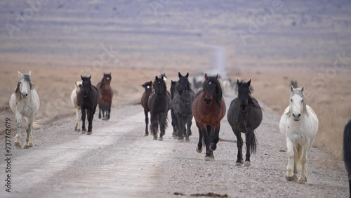 Herd of wild horses running towards the camera on the Pony Express in the Utah West desert.
