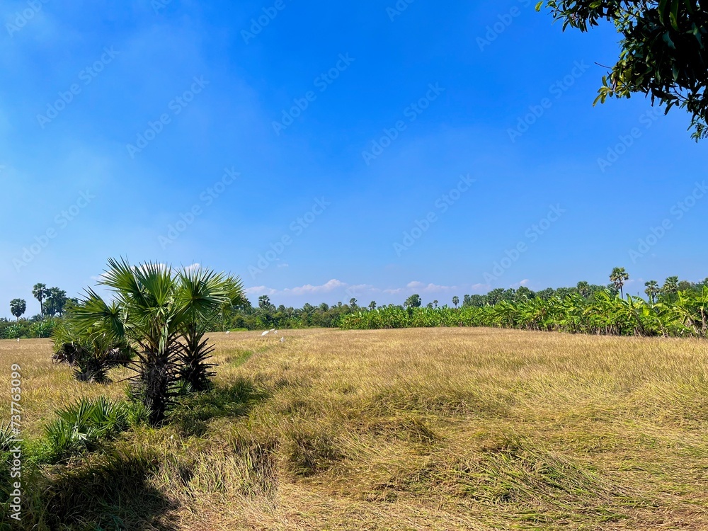sugar palm trees on field against clear sky