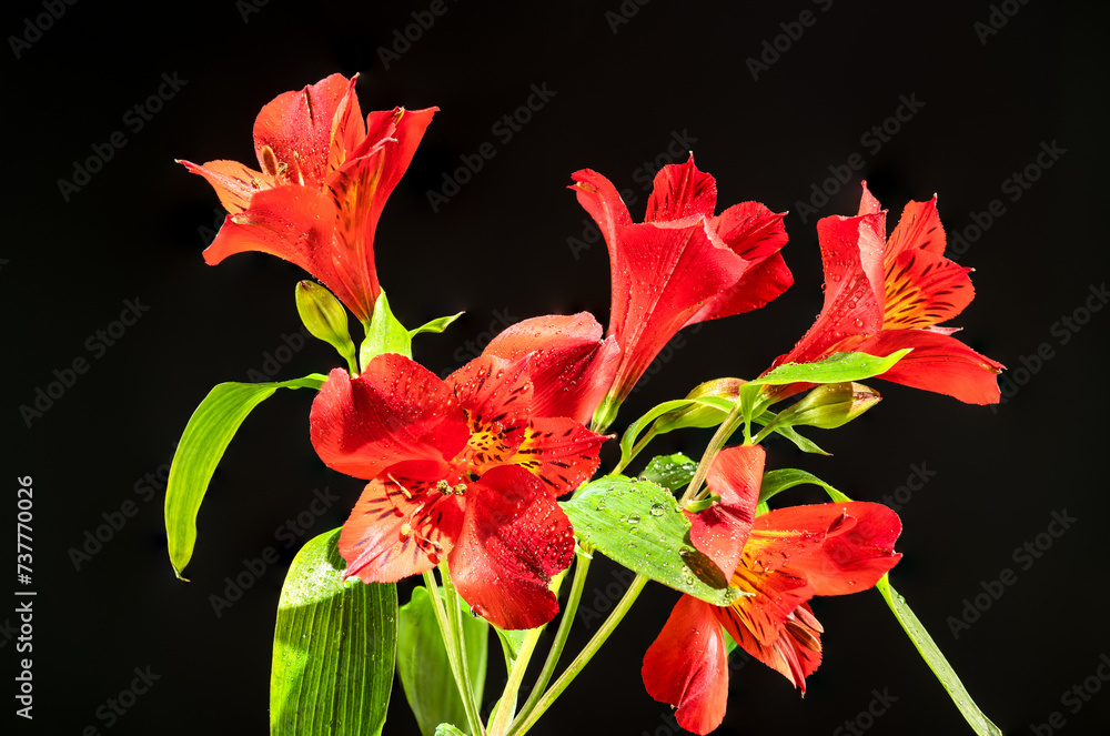 Fototapeta premium Red Alstroemeria flower on black background