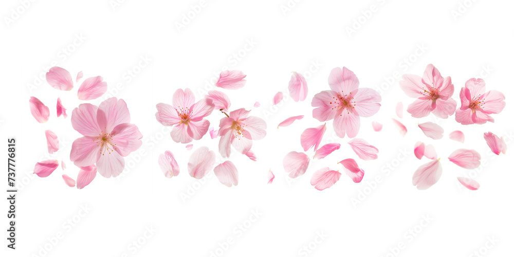 Set of fluttering cherry blossom petal, isolated on transparent background, flowers