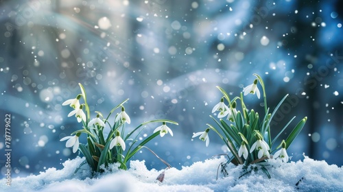 A picturesque spring setting with dainty snowdrop blooms gracing a snowy forest clearing. photo