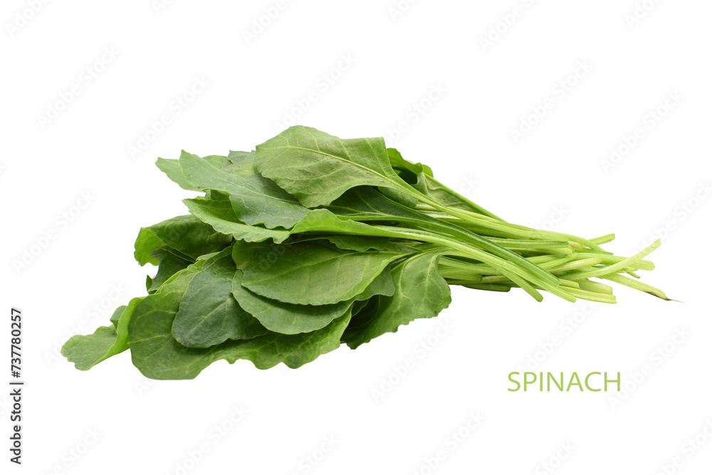 Spinach leaves isolated on white, fresh spinach isolated on white background with copy space for your text. Creative layout made of spinach, Food concept, Top view Spinach leaves isolated on white, fresh spinach isolated on white background with copy space for your text. Creative layout made of spinach, Food concept, Top view