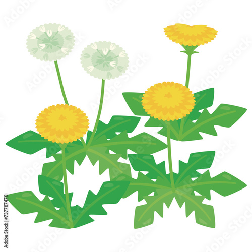 タンポポの花畑