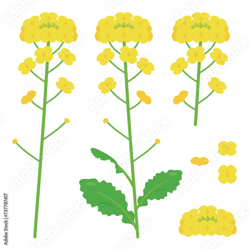 菜の花のセット