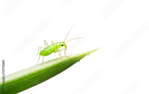 Small Aphid on Plant on transparent background