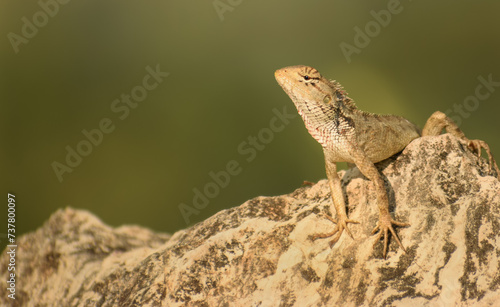 bearded dragon lizard © Jitender kumar