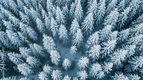 Aerial view of the winter forest from above.