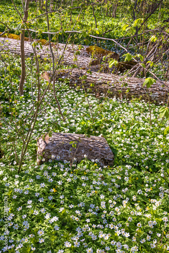 Beautiful Wood anemones in a glade a sunny spring day