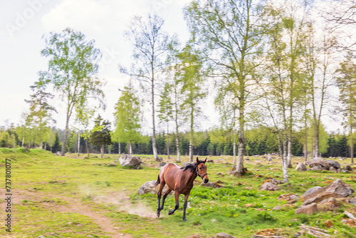 Horse running fast in a birch grove in spring