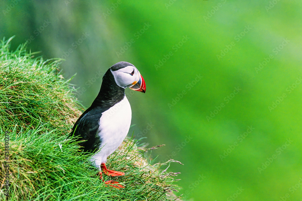 Beautiful Puffin on a grassy mountain slope Beautiful Puffin on a grassy mountain slope